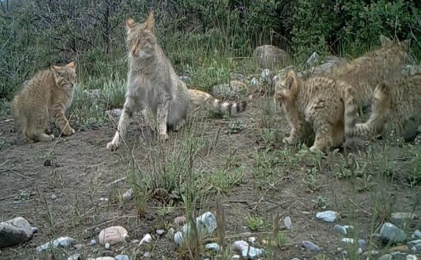 The Chinese Desert Cat: The Hidden Phantom of the Highlands