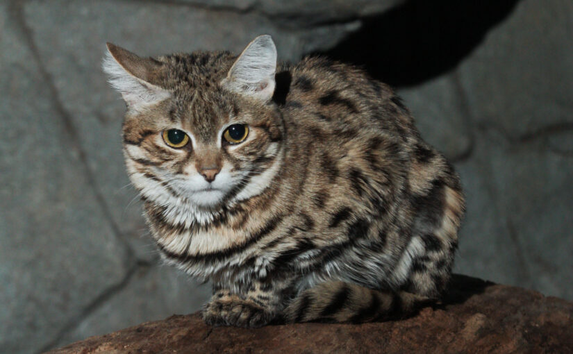 The Black-Footed Cat: The Fierce Miniature of the Kalahari