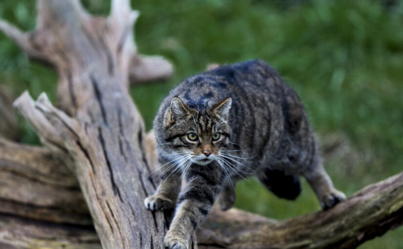 The European Wildcat: The Fierce Spirit of the Old-World Woods