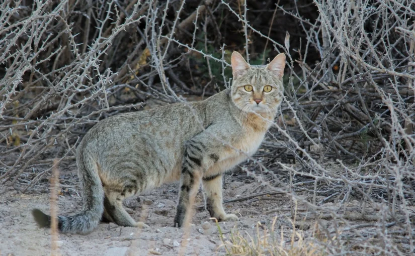 The African Wildcat: Ancestor of the Domestic Tabby