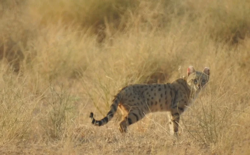 The Asiatic Wildcat: A Fading Spirit of the Steppes