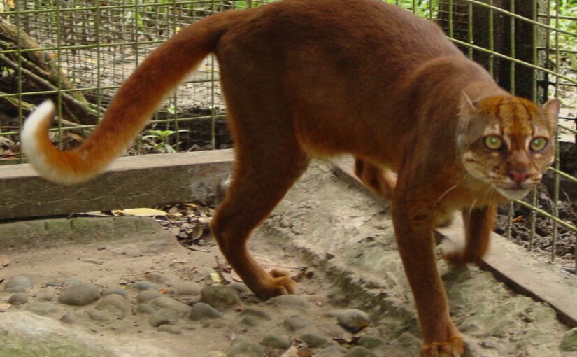 The Borneo Bay Cat: The Island’s Shy Secret