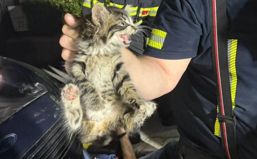 Furious Feline’s Journey: Cat Naps in the Mediterranean, Wakes Up in Austria!