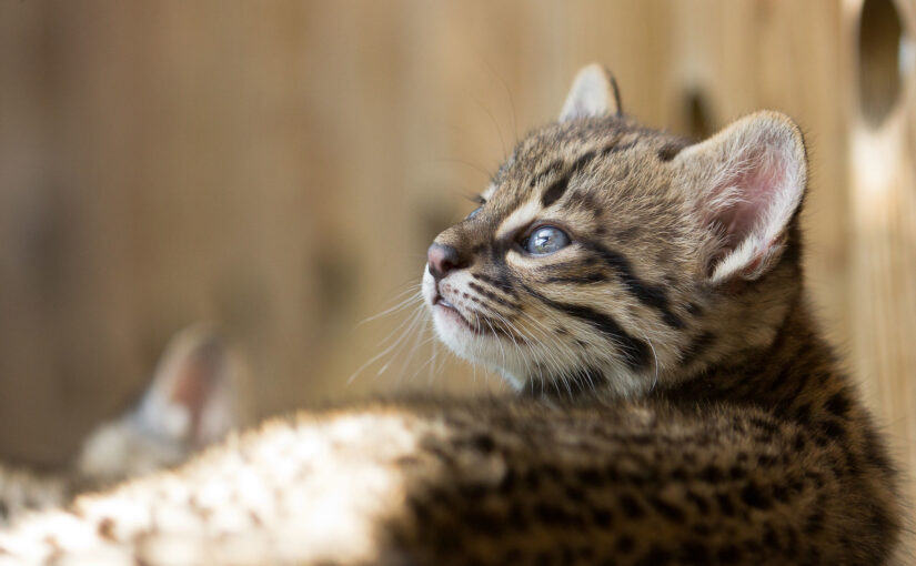 Geoffroy’s Cat: The Small Spotted Survivor of South America