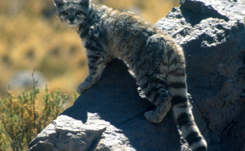 The Andean Cat: Ghost of the High Mountains