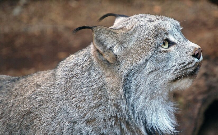 The Canadian Lynx: Silent Prowler of the Northern Forests