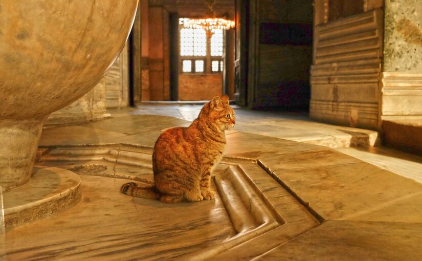 Paws and the Prophet: How Islamic Tradition Cherished Cats as Beloved Companions