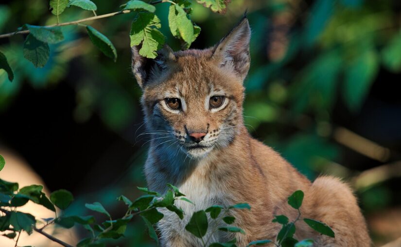The Eurasian Lynx: The Comeback Cat of Europe and Asia