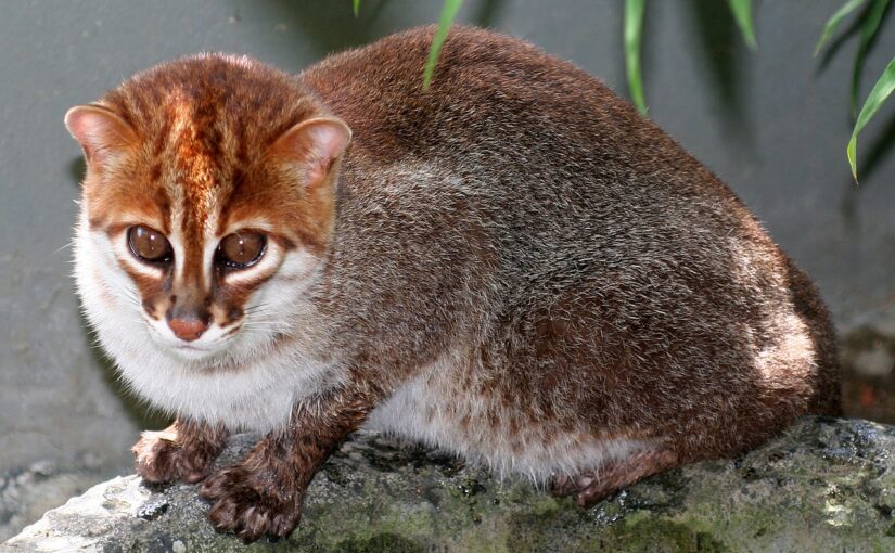 The Flat-Headed Cat: The Little Fisher of the Swamps