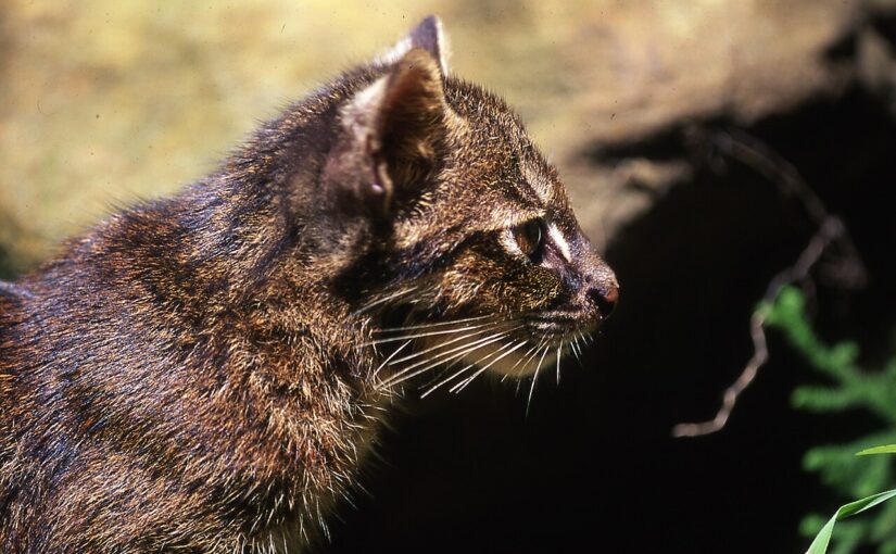 The Iriomote Cat: The Elusive Spirit of a Japanese Island