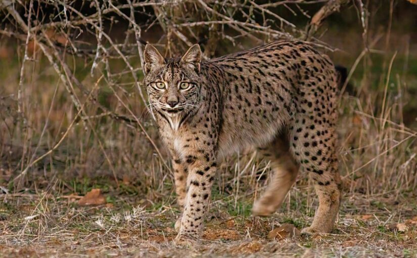 The Iberian Lynx: A Comeback Story from Spain’s Wild Lands