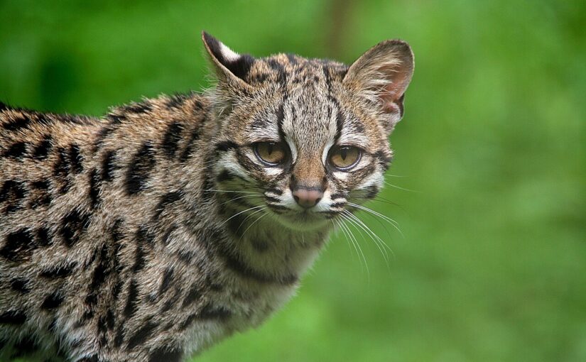 The Margay: The Acrobat of the Rainforest