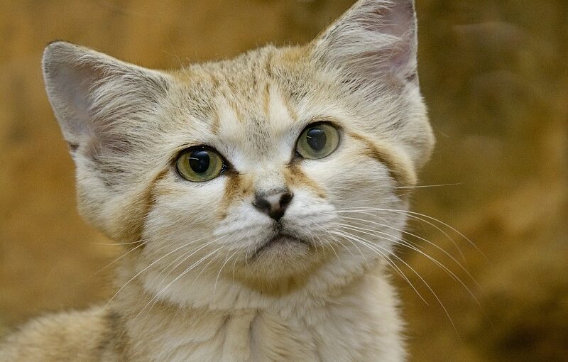 The Sand Cat: Tiny Nomad of the Desert