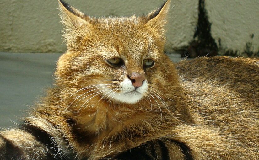 The Pampas Cat: The Shifting Spirit of South America’s Grasslands
