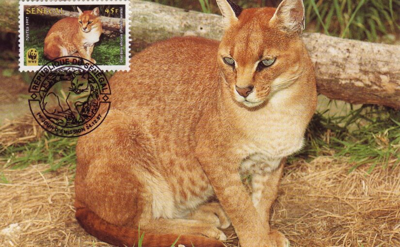 The African Golden Cat: The Forest’s Hidden Jewel
