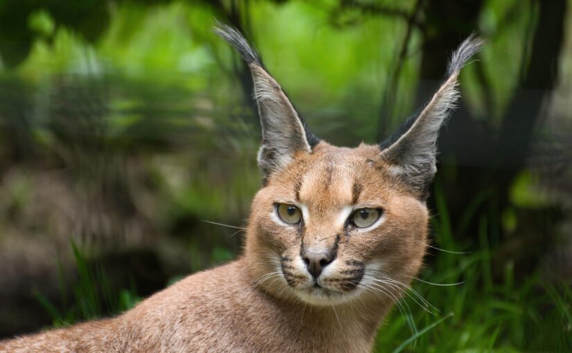 The Caracal: The Cat with the Black-Eared Secrets