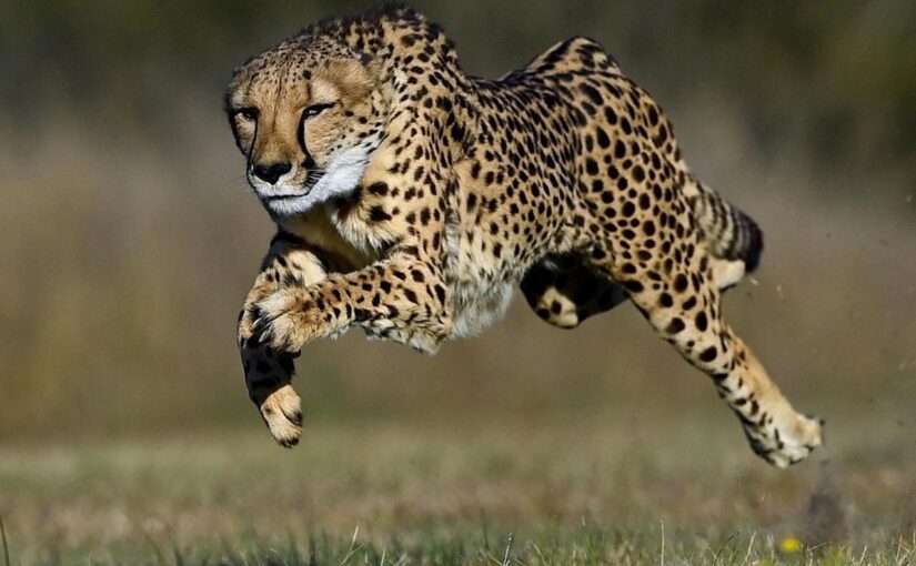 The Cheetah: Master of Speed and Fragile Survivor
