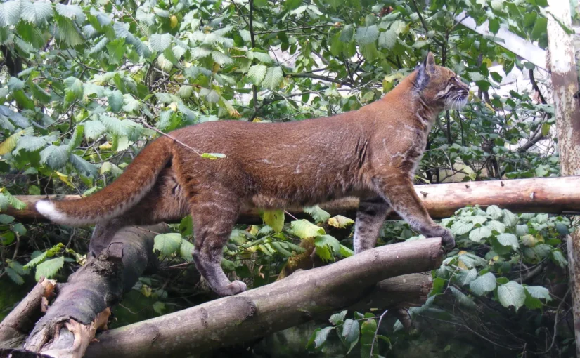 The Asiatic Golden Cat: The Fire Cat of the Forests