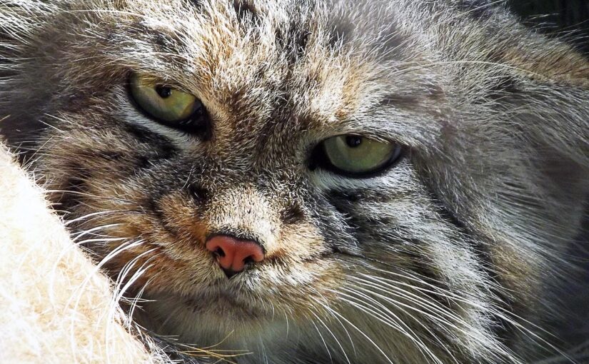 The Pallas’s Cat: A Wild Gremlin of the Steppes