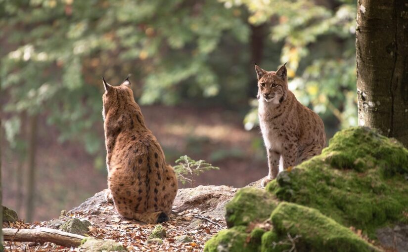 The Bobcat: The Elusive Wildcat of North America