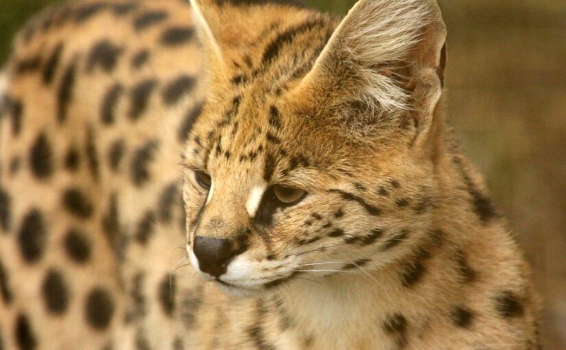The Serval: The Elegant Hunter of the African Grasslands