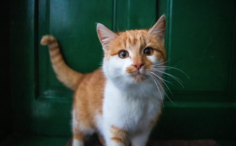 The Wild Journey of Cats: From Tiny Hunters to Household Companions