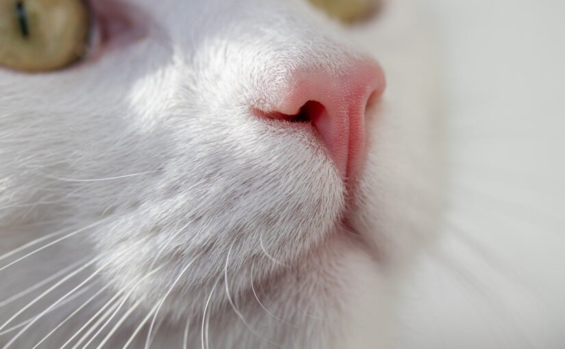 Celebrating Swinburne’s “To a Cat”: An Ode to Feline Dignity