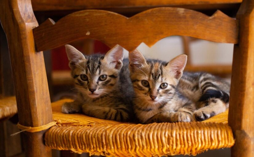 One Cat or Two? Understanding the Social Lives of Our Feline Friends