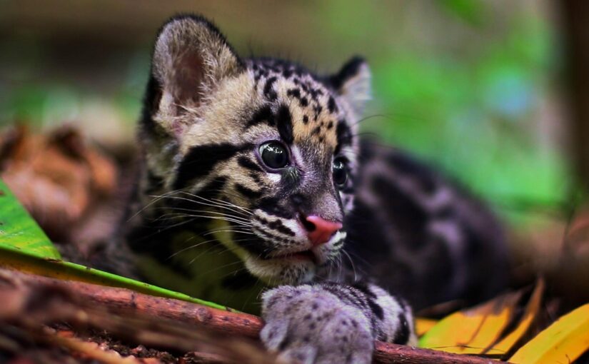 The Clouded Leopard: Shadow in the Trees