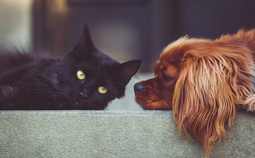 Dogs and Cats Living Together – A Surprising Friendship