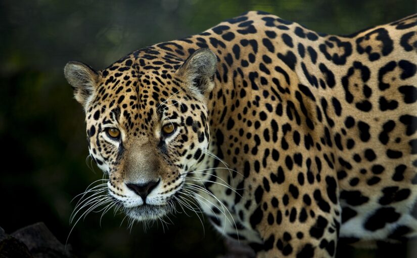 The Jaguar: Spirit of the American Rainforest
