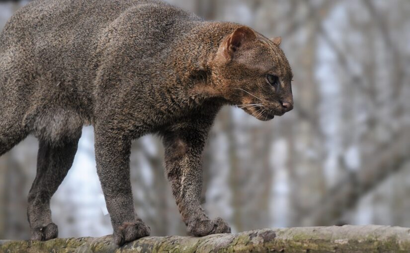 The Jaguarundi: The “Otter Cat” of the Americas