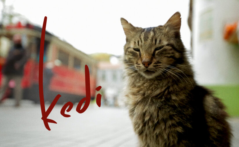 Kedi: More Than a Film About Cats—A Deep Dive into Istanbul’s Soul