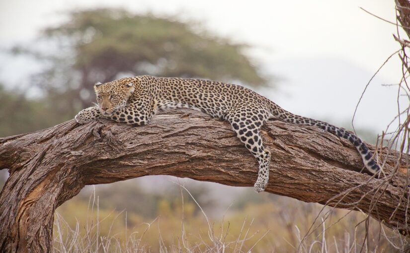 The Leopard: Silent Master of the Wilderness