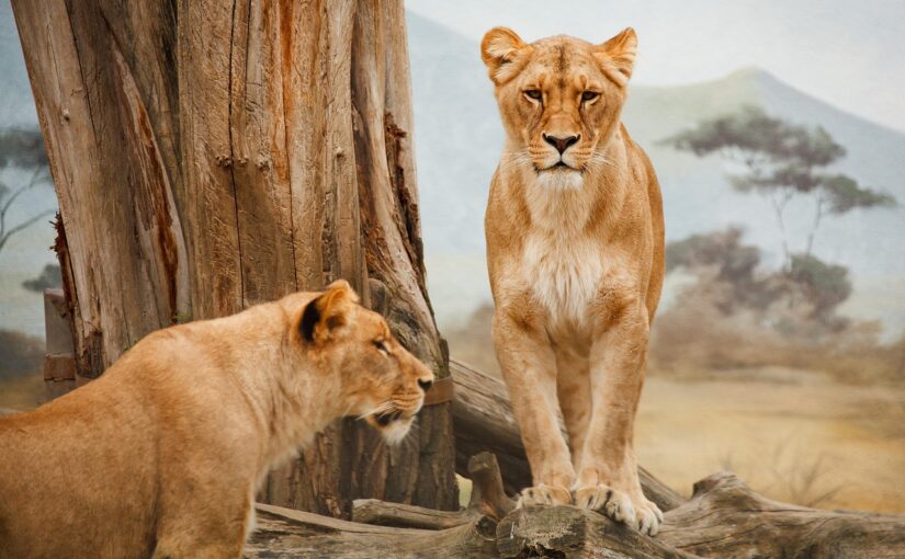 The Lion: The Social Heart of the Savanna