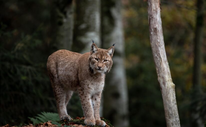 The Lynx: Ghost of the Northern Forests