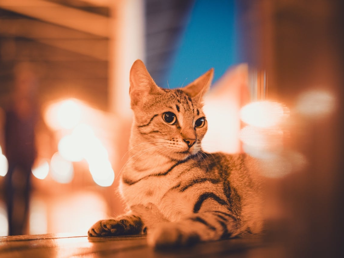 pexels-serhaterdogan-18130244