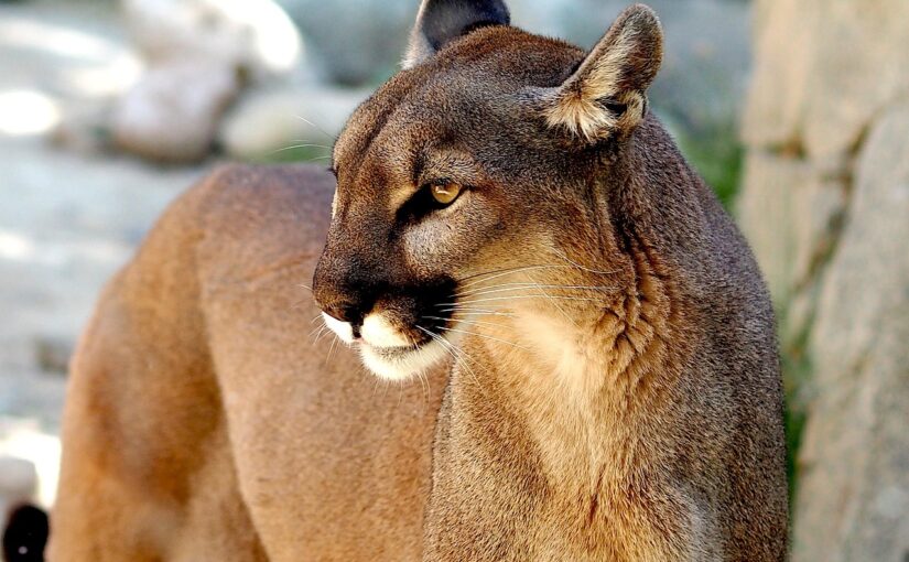 The Puma: The Silent Wanderer of the Americas