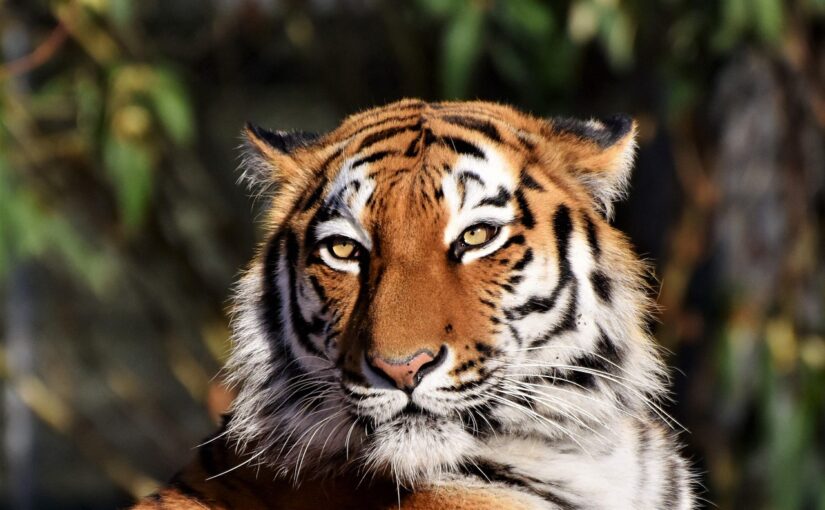 The Tiger: Silent Power of the Wild