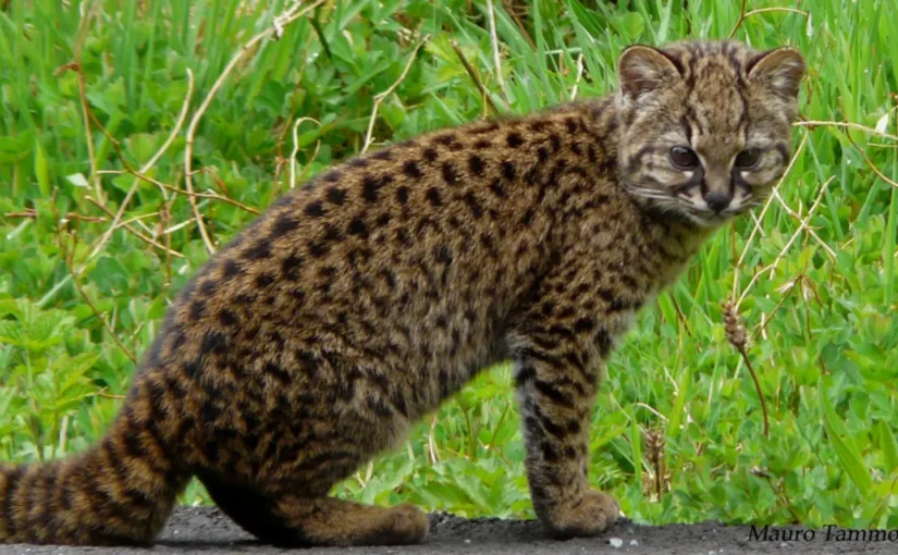 The Kodkod: The Little Cat of the Chilean Forests