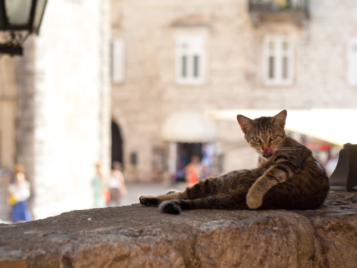 A cat in the Old Town of Kotor
