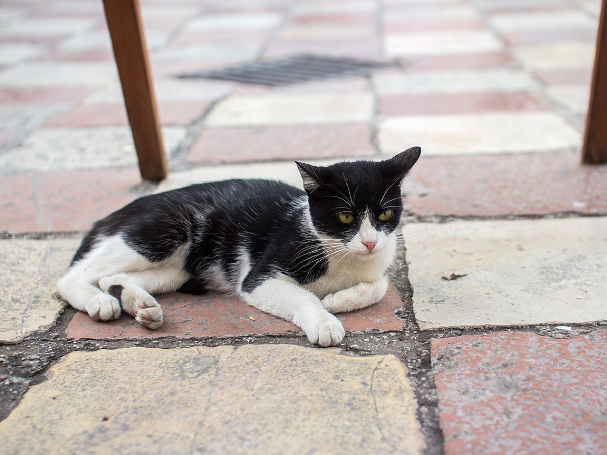 A_feral_cat_in_Kotor,_Montenegro