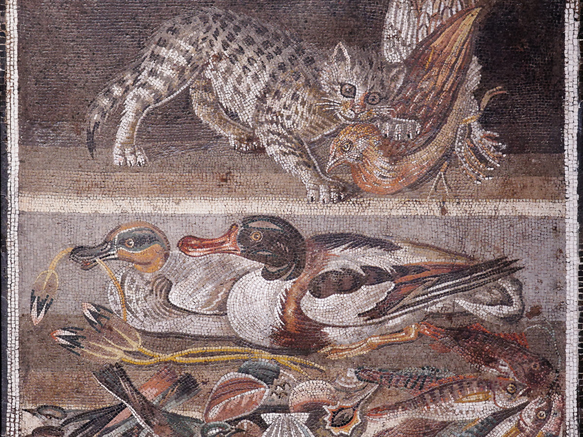 Cat_birds_MAN_Napoli_Inv9993