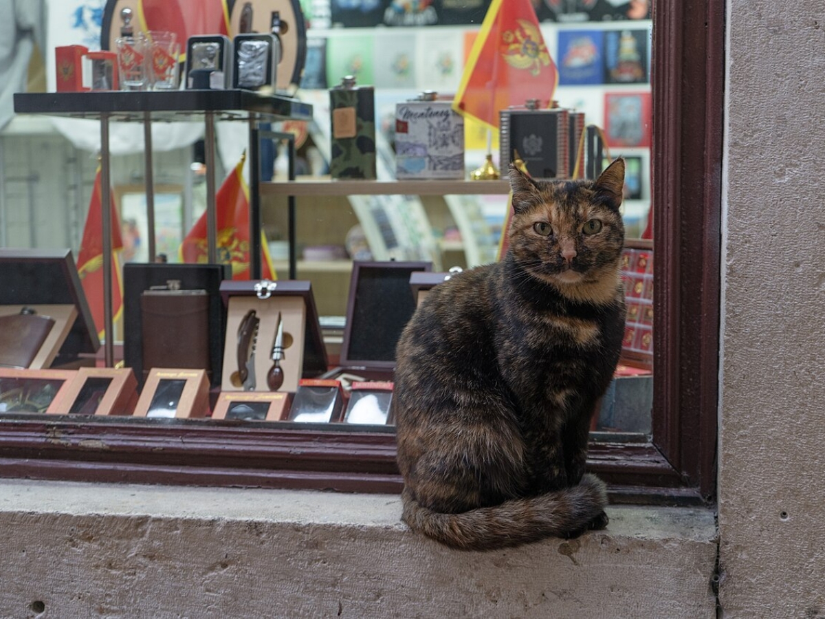 Citizen of Kotor