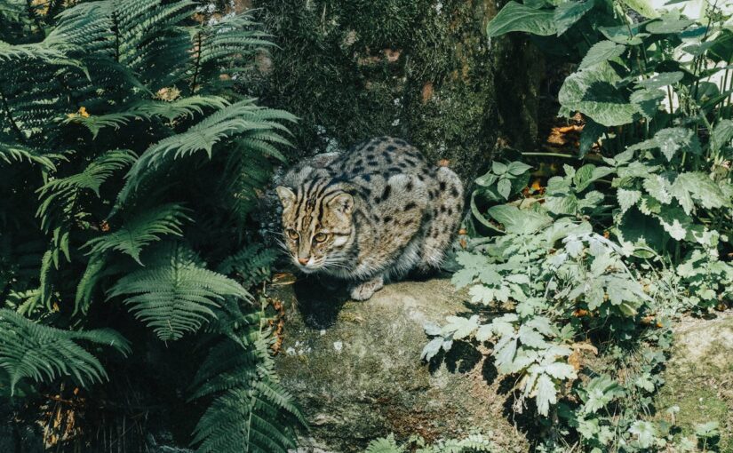 Endangered Indian Fishing Cat Cubs Spotted in Hoshiarpur: A Rare Glimpse into Conservation Hope