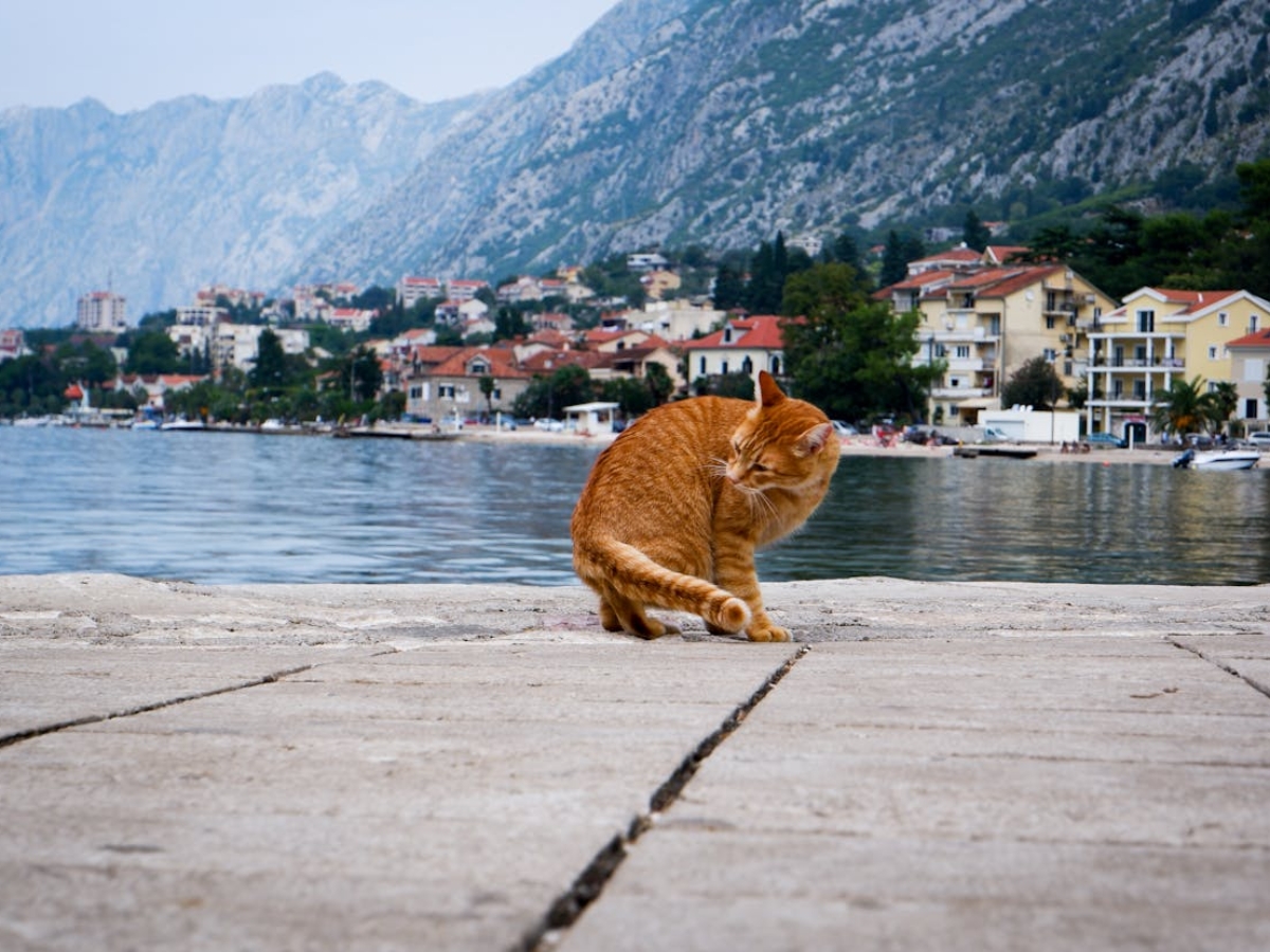 Ginger Cat on Lakeshore in Town