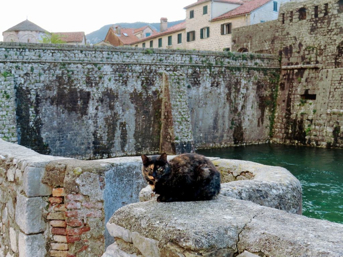 Hundreds of feral cats inhabit Kotor