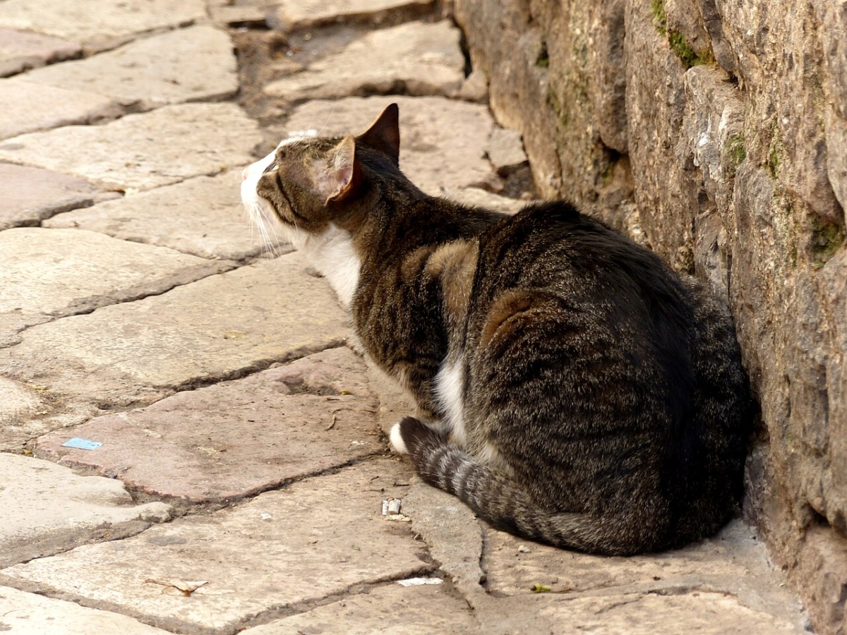 Kotor_-_Katze
