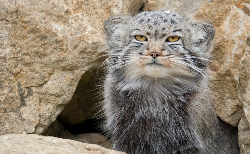 Pallas’s Cat Found in the Clouds: Rare Feline Captured on Camera for the First Time in Arunachal Pradesh’s High Himalayas