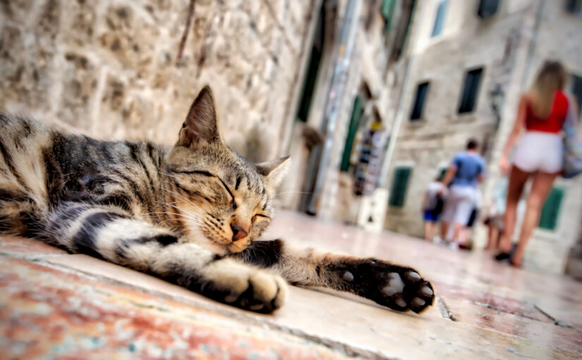 Kotor’s Cats: A Purr-fect Haven in Montenegro